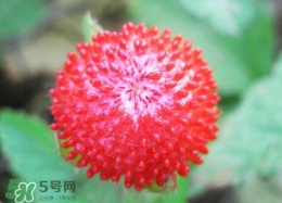 老人為什么不讓吃蛇莓？蛇莓為什么不能吃