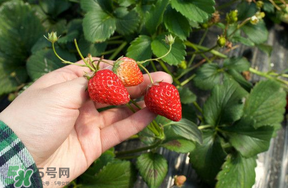 5月份能摘草莓嗎？五月份還有草莓摘嗎？