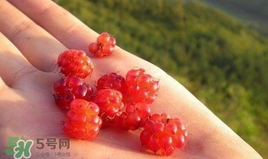 山莓能不能生吃？山莓可不可以生吃？