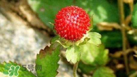 蛇莓有毒嗎？蛇莓有沒有毒