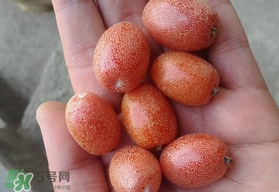 羊奶果可以連皮吃嗎？羊奶果的皮可以吃嗎