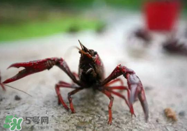 小龍蝦什么時候最好釣？什么時候可以釣小龍蝦？