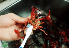野生小龍蝦什么時候有？野生小龍蝦幾月份有？