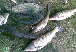 5月份怎么釣草魚？五月份怎么釣草魚？