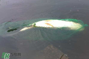 5月份怎么釣草魚？五月份怎么釣草魚？