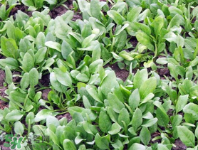 ?五月份能種菠菜嗎？5月份可以種菠菜嗎？