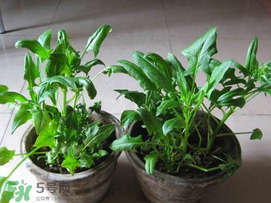 ?五月份能種菠菜嗎？5月份可以種菠菜嗎？