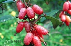 羊奶果要?jiǎng)兤?？羊奶果剝皮還是帶皮吃好？