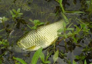 五月份能釣草魚嗎？五月份釣草魚用什么餌料？