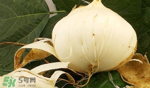 白地瓜孕婦能吃嗎？白地瓜孕婦可以吃嗎