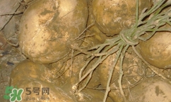 孕婦可以吃土瓜嗎？孕婦能吃土瓜嗎？