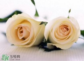 母親節可以送白玫瑰嗎？白玫瑰適合送什么人？