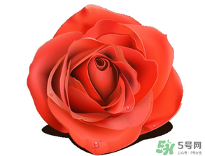 母親節送什么顏色的玫瑰花？母親節送幾朵玫瑰花？