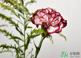 康乃馨可以放多久？康乃馨怎么養(yǎng)？