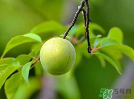 梅子什么時(shí)候成熟？梅子幾月份成熟？