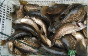 鱖魚是桂魚嗎？鱖魚和桂魚的區別