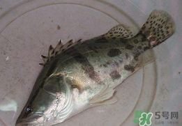 鱖魚怎么讀？鱖魚是什么魚