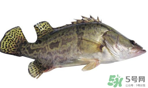 鱖魚怎么讀？鱖魚是什么魚