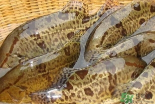 鱖魚是桂魚嗎？鱖魚和桂魚的區別