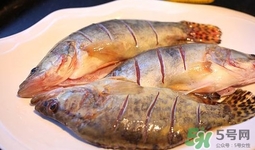 鱖魚是桂魚嗎？鱖魚和桂魚的區別