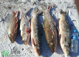 小滿怎么釣魚？小滿釣魚技巧