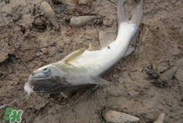 小滿怎么釣魚？小滿釣魚技巧