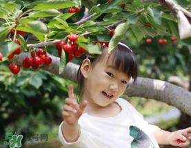 5月份還有櫻桃摘嗎？5月份哪里可以摘櫻桃？