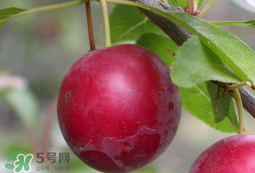 李子和蜂蜜能一起吃嗎？吃了李子可以喝蜂蜜嗎？