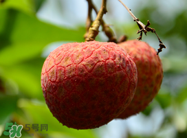 掛綠荔枝為什么那么貴？為什么掛綠荔枝這么貴？