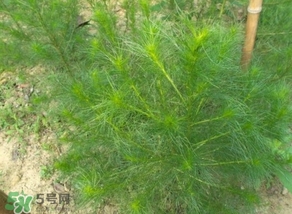 豬毛菜怎么做好吃？豬毛菜怎么吃好吃