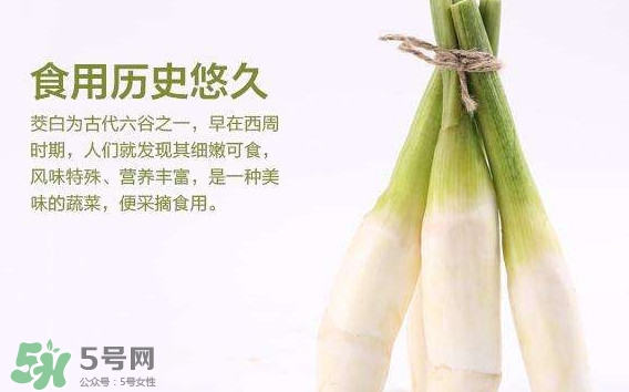 茭白是發物嗎？茭白是不是發物