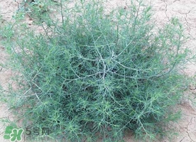 豬毛菜怎么做好吃？豬毛菜怎么吃好吃
