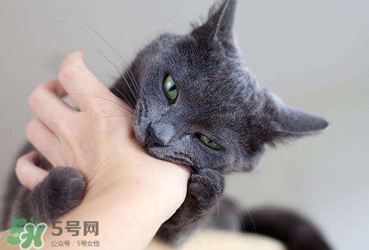 被貓抓傷會得狂犬病嗎？被貓咬了會得狂犬病嗎
