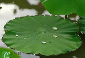 粽葉可以用什么代替？粽子葉可以用什么代替？