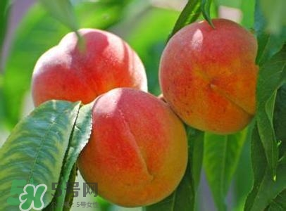 孕婦能吃桃子嗎？孕婦吃桃子對胎兒好嗎？