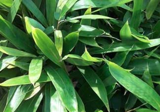 粽葉是什么植物的葉子？粽子葉是什么葉子？