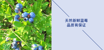悠蜜藍(lán)莓利口酒保質(zhì)期是多久？悠蜜藍(lán)莓利口酒保質(zhì)期是幾年？