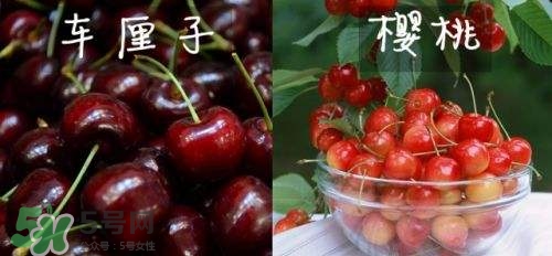 櫻桃和車厘子有什么區(qū)別？櫻桃和車厘子哪個貴？