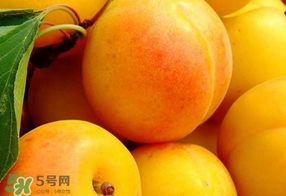 黃桃是什么季節的？黃桃是轉基因的嗎