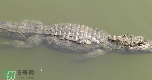 鱷魚是魚嗎？鱷魚是浮在水面上嗎？