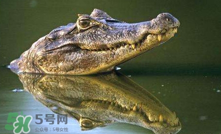 鱷魚是魚嗎？鱷魚是浮在水面上嗎？