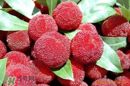 楊梅吃多了會上火嗎？楊梅吃多了會胖嗎？