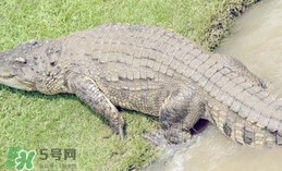 鱷魚是魚嗎？鱷魚是浮在水面上嗎？