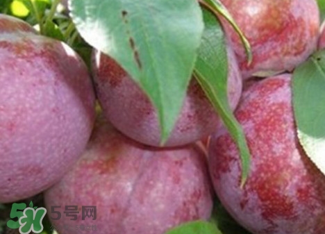 雙華李怎么吃不酸？雙華李不能和什么一起吃？