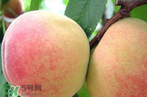 陽山水蜜桃幾月份上市？陽山水蜜桃上市時間