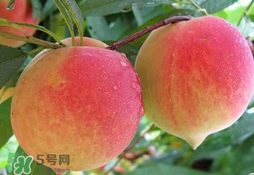 毛桃的皮能吃嗎？毛桃皮可以吃嗎？