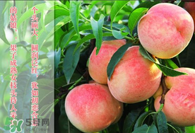 毛桃和西瓜能一起吃嗎？毛桃和西瓜能同時吃嗎？