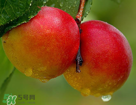 新鮮杏子怎么吃？新鮮杏子孕婦能吃嗎？