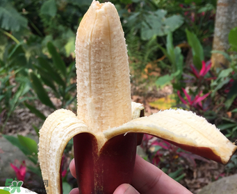 紅香蕉好吃嗎？紅香蕉味道怎么樣？