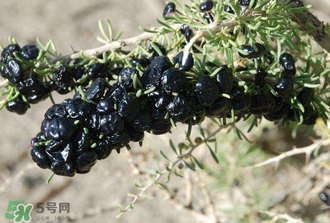 黑枸杞真假怎么辨別？黑枸杞真假辨別的方法